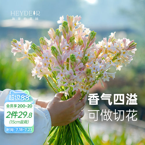 海蒂的花园晚香玉露台花卉植物