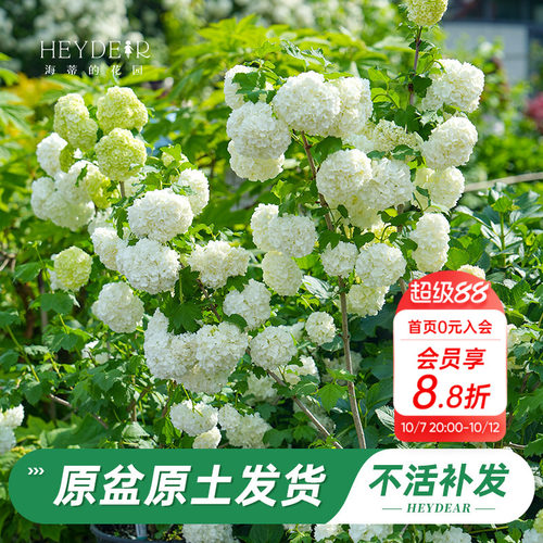 绿植盆栽回购榜TOP店铺木绣球