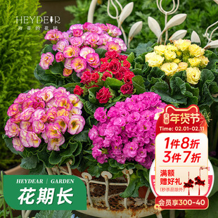 海蒂的花园旗舰店报春花苗盆栽耐寒年宵花卉玫瑰报春带花带花苞发