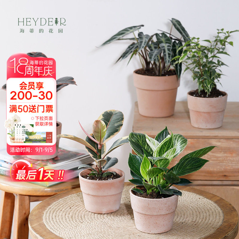 海蒂的花园旗舰店室内植物盆栽龟背竹秋海棠蔓绿绒办公室桌面绿植