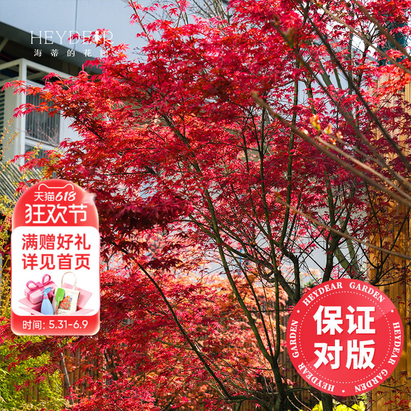 海蒂的花园旗舰店枫树盆栽庭院树苗观叶植物四季好养易活花卉绿植