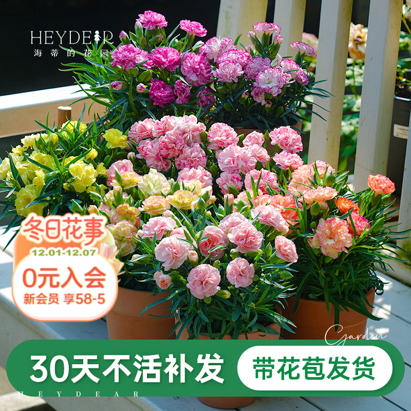 爆花盆栽窗台阳台开花植物