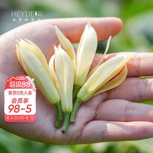 多季节开花黄角兰树苗四川发货