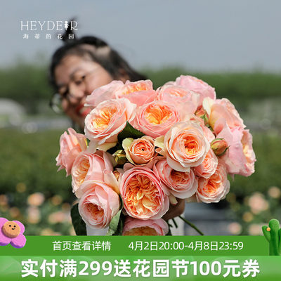 海蒂的花园切花朱丽叶奥斯汀灌木月季欧月勤花阳台花卉盆栽花苗 海蒂的花园旗舰店 淘优券