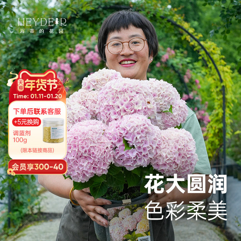 海蒂的花园魔幻海洋大花绣球花好养木本花卉阳台庭院盆栽植物花苗,鲜花速递/花卉仿真/绿植园艺,绣球/木绣球/木本植物,淘宝优惠券,粉丝福利购,淘宝优惠卷