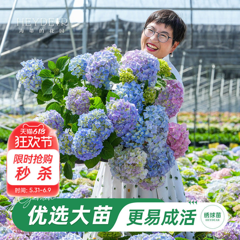 海蒂的花园旗舰店大花绣球花苗无尽夏大海蓝阳台庭院花卉盆栽植物