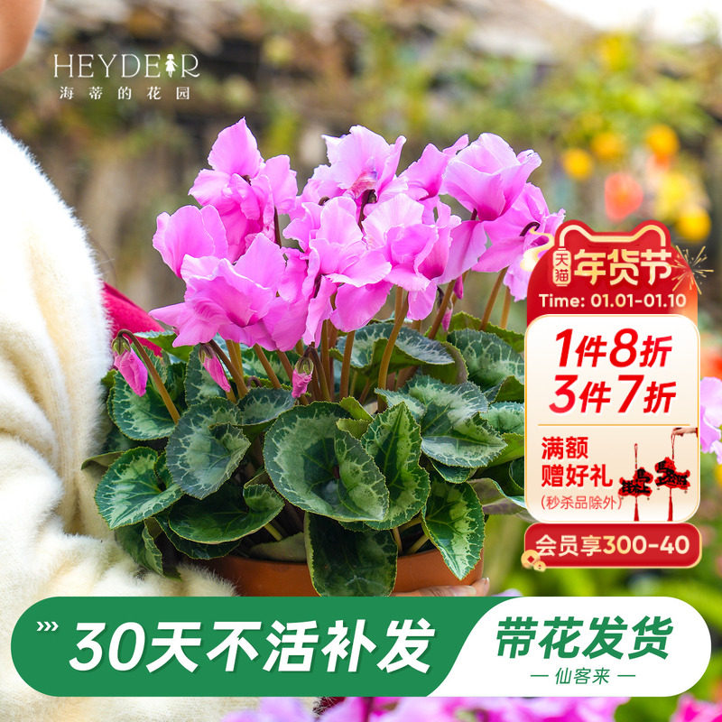 海蒂的花园旗舰店仙客来盆栽苗冬季开花客厅办公桌花卉植物室内花