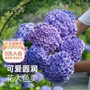 海蒂 花园大花绣球妖精之吻绣球花苗阳台庭院木本花卉盆栽植物