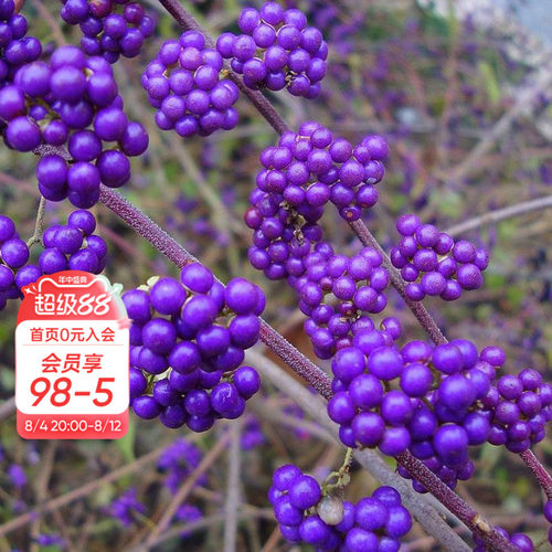 海蒂日本矮紫珠花灌木观果植物
