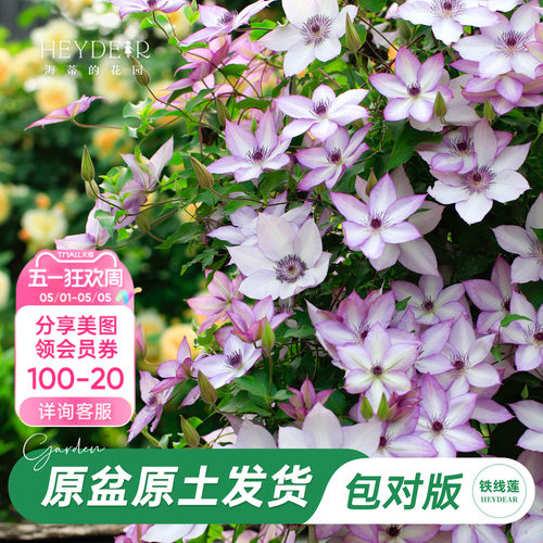 海蒂的花园旗舰店铁线莲苗花园阳台花卉铁线莲花柱盆栽苗庭院可种