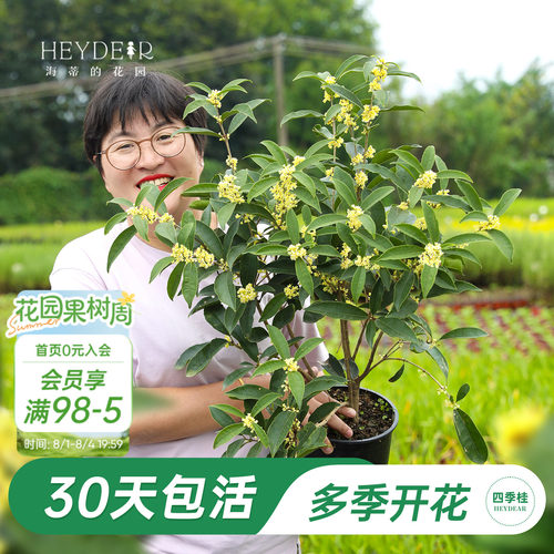 海妈家多季节开花桂花盆栽