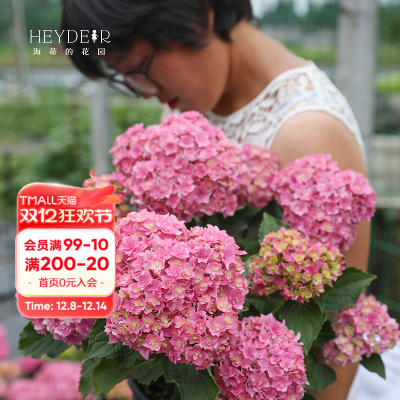 大花重瓣绣球花你我在一起