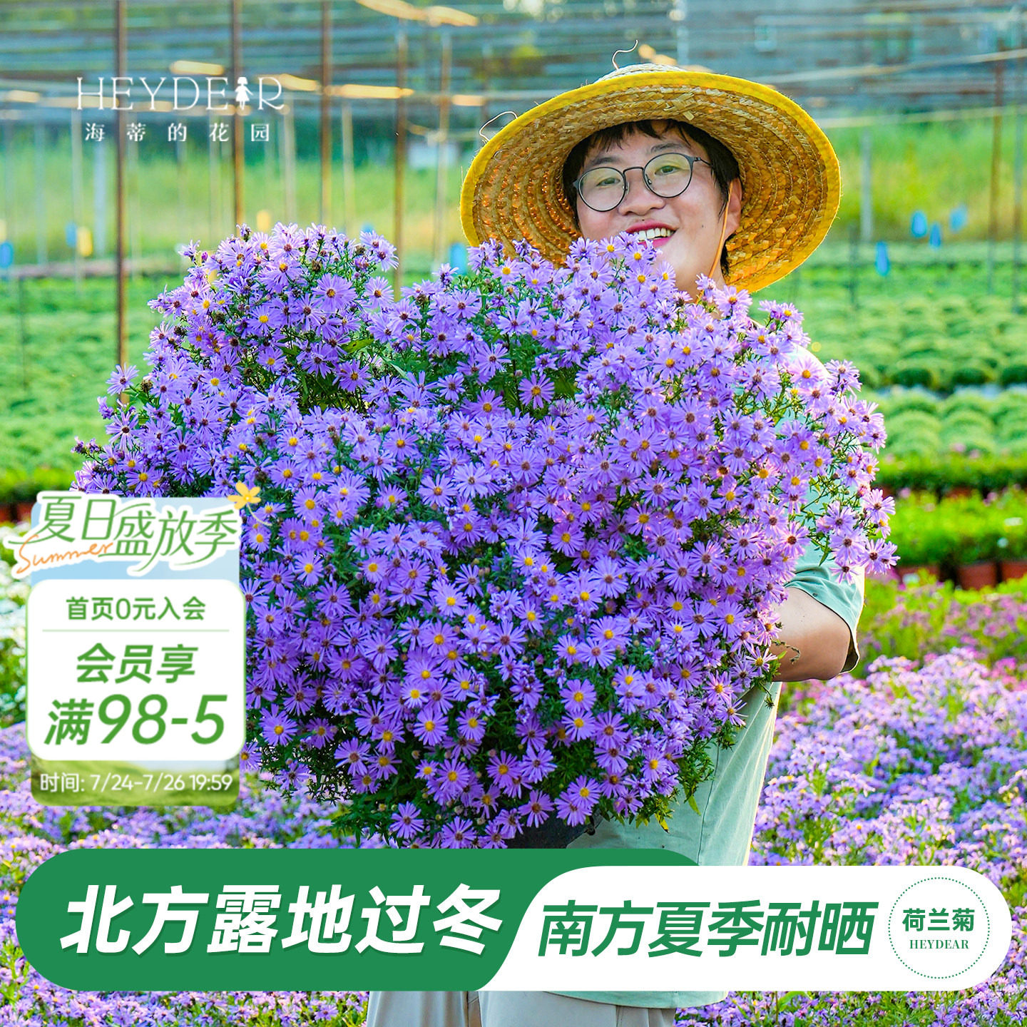 海蒂的花园旗舰店菊花苗小卡罗荷兰菊紫菀耐热耐寒菊花盆栽花量大 - 实物图