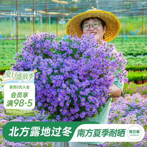 南方耐热北方露地过冬的菊花盆栽