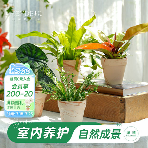 海蒂的花园成品绿植盆栽新手好养