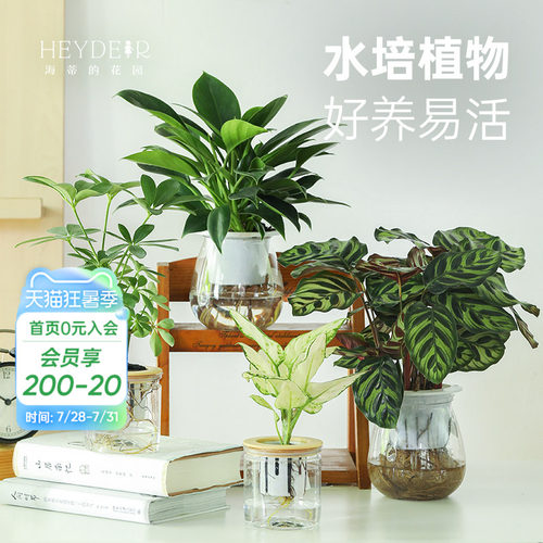 客厅办公桌室内观赏水培绿植