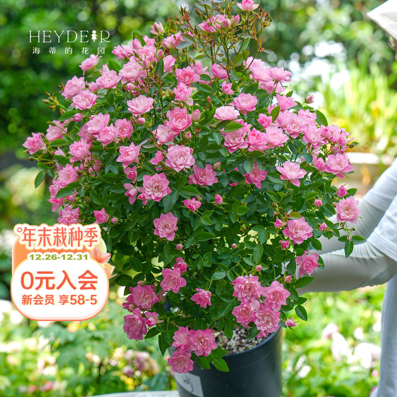 ���ٵĻ�԰ ���/����΢���¼����ڳ��Ứ��ͷ��̨����ֲ�������� 22.4Ԫ