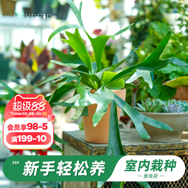海蒂的花园旗舰店鹿角蕨绿植盆栽室内花卉植物客厅办公室桌面绿植