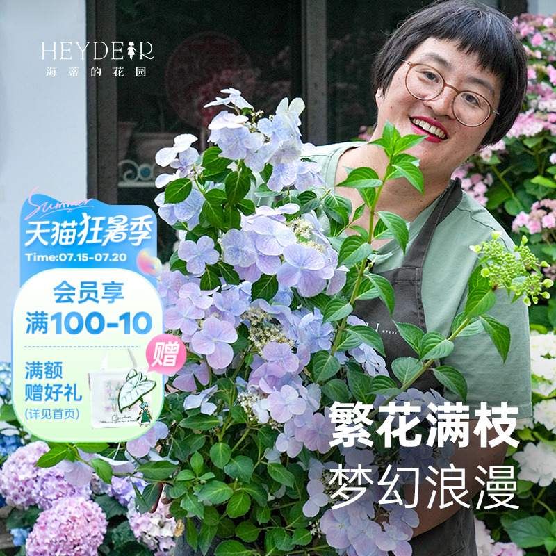 可垂吊绣球花花量大易开花