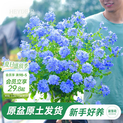 海蒂阳台蓝雪花海蒂的花园