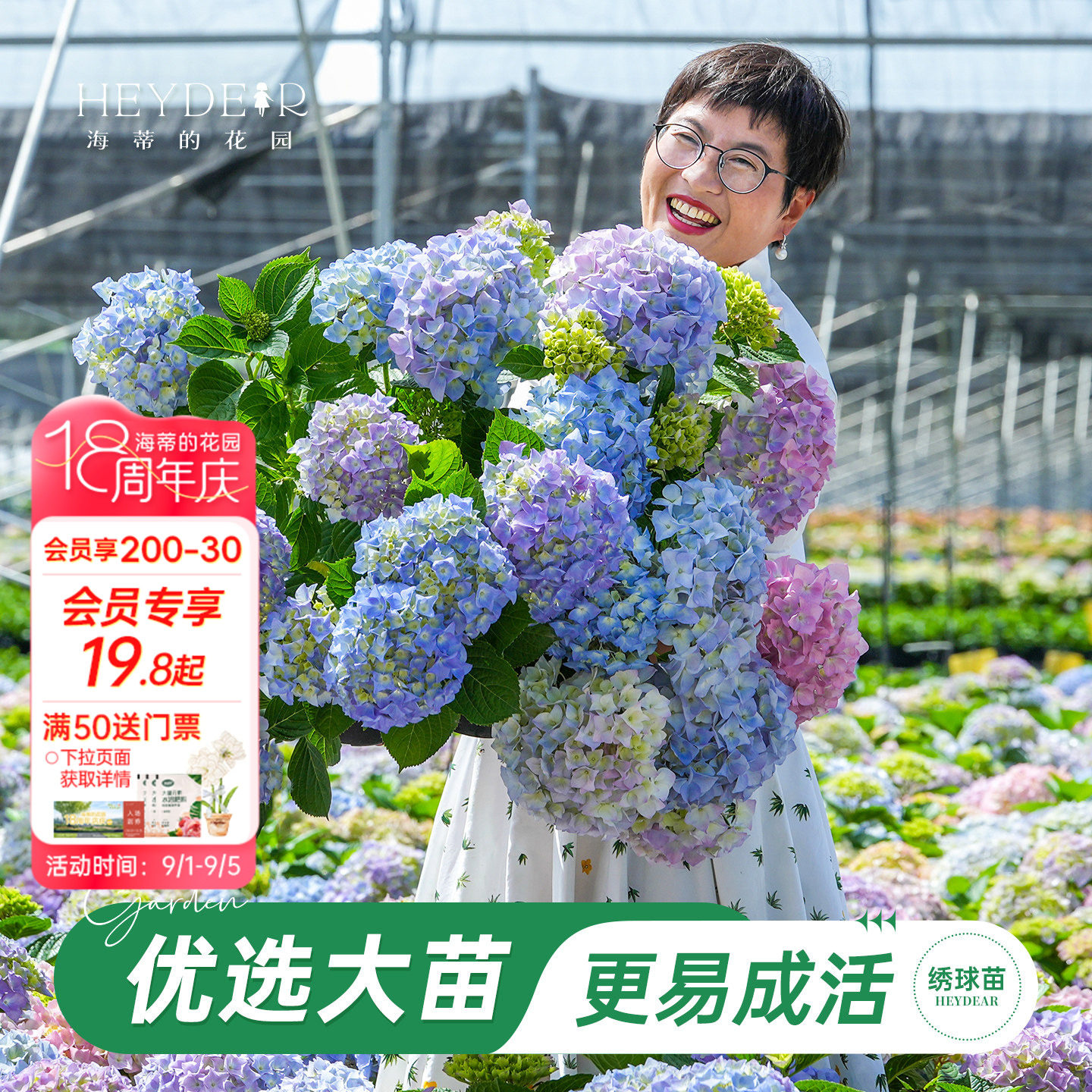 海妈家自产绣球花苗新手易养图片