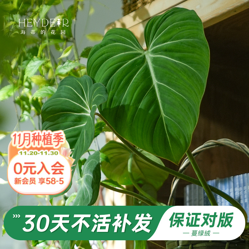 海蒂的花园旗舰店荣耀蔓绿绒花卉植物室内花办公室桌面绿植盆栽