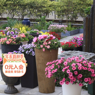 海蒂 花量大阳台庭院盆栽花卉植物 花园旗舰店矮牵牛花苗重瓣新品