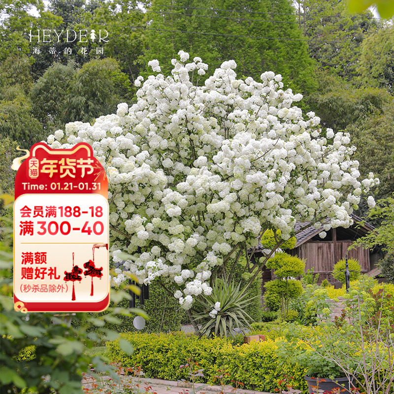 海蒂的花园中华木绣球斗球灌木花卉庭院大型造景木本植物盆栽树苗,鲜花速递/花卉仿真/绿植园艺,绣球/木绣球/木本植物,淘宝优惠券,粉丝福利购,淘宝优惠卷