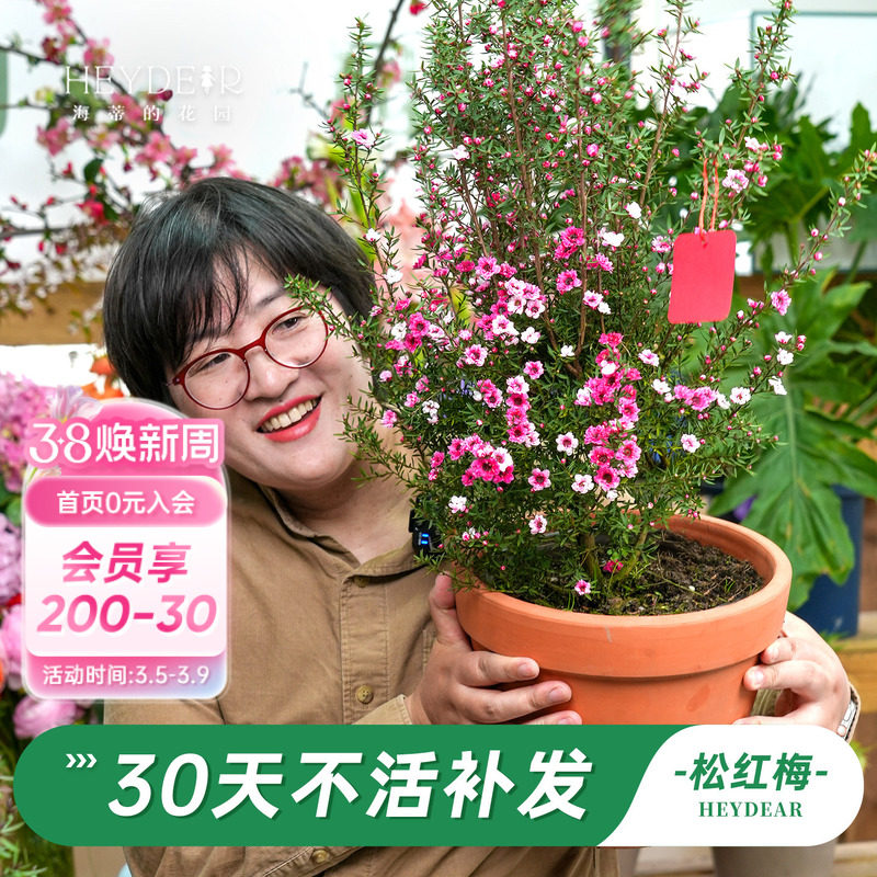 海蒂的花园旗舰店松红梅盆栽花卉苗耐寒冬季阳台庭院开花植物盆栽