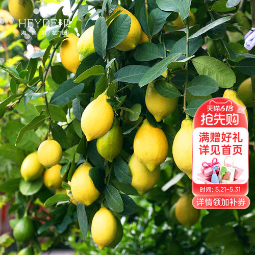 香水柠檬树树苗植物盆栽