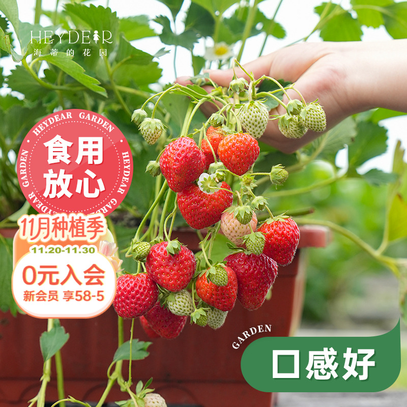 基地自产草莓苗安全可口
