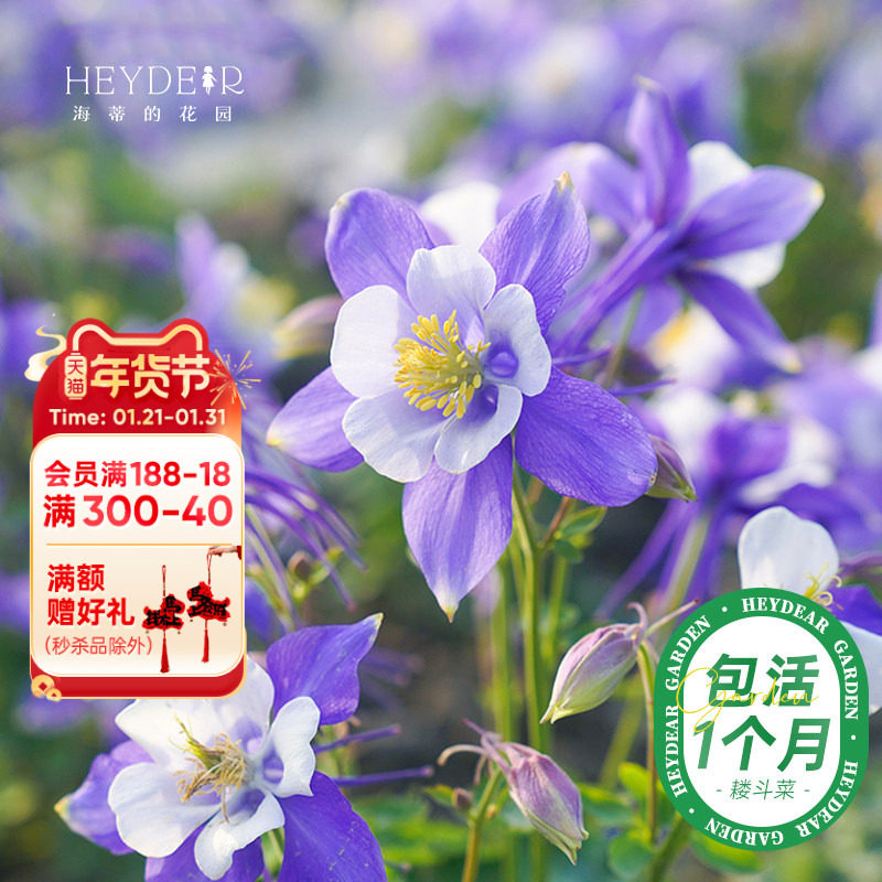 海蒂的花园旗舰店耧斗菜冬季花卉植物猫爪花阳台庭院楼顶好养盆栽,鲜花速递/花卉仿真/绿植园艺,时令草本花卉,淘宝优惠券,粉丝福利购,淘宝优惠卷