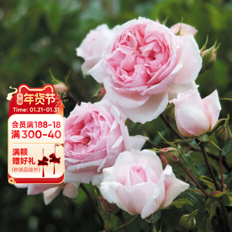 海蒂的花园威基伍德浓香月季欧月阳台庭院好养木本花卉植物盆栽苗,鲜花速递/花卉仿真/绿植园艺,月季/蔷薇/玫瑰,淘宝优惠券,粉丝福利购,淘宝优惠卷