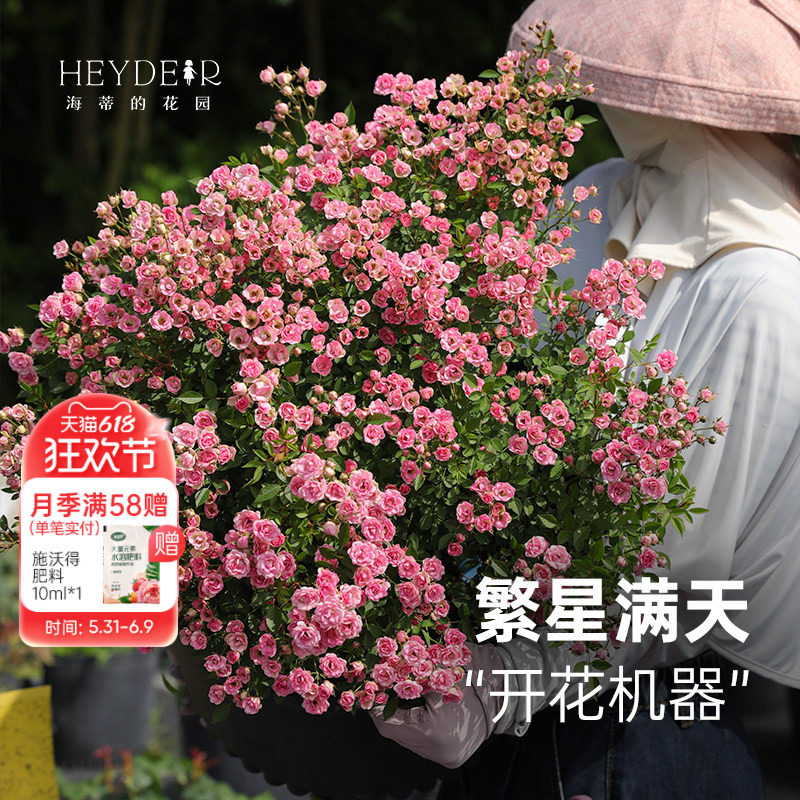 海蒂的花园旗舰店超微月季花卉盆栽灌木微型月季小苗阳台庭院植物