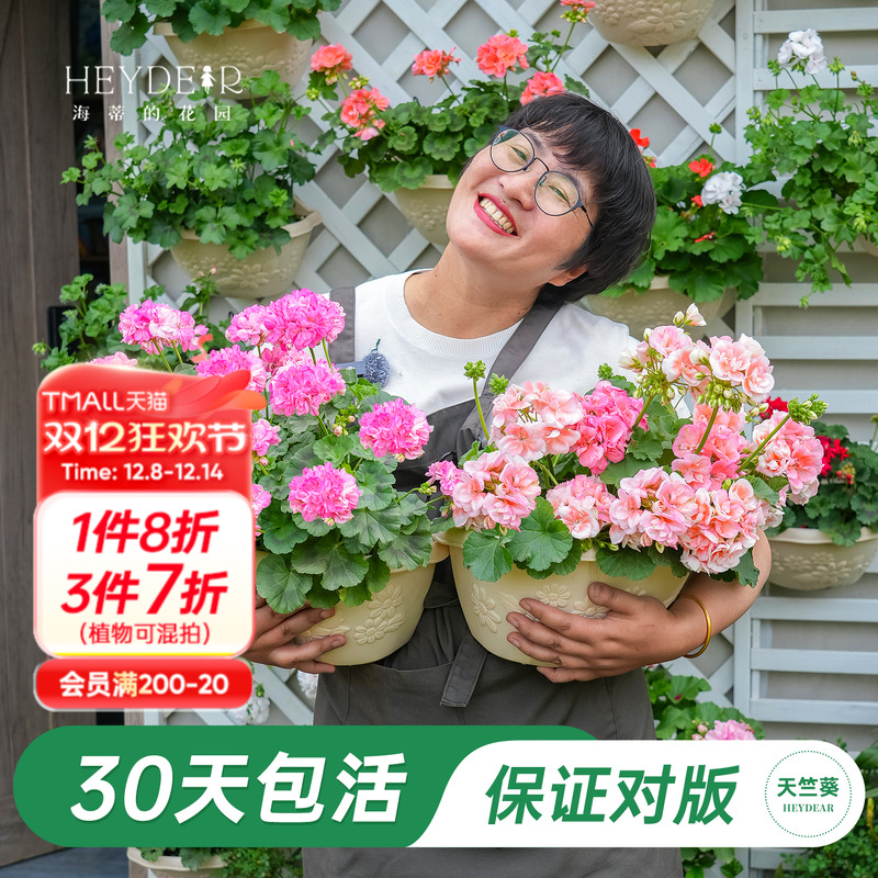 海妈家天竺葵多季节开花包对版