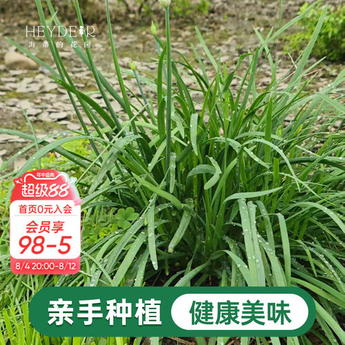 海蒂的花园 韭菜苗带土菜苗盆栽苗易养多年生家庭阳台庭院蔬菜苗