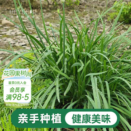 海蒂的花园 韭菜苗带土菜苗盆栽苗易养多年生家庭阳台庭院蔬菜苗