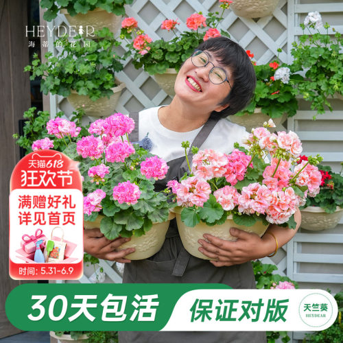 海妈家天竺葵多季节开花包对版