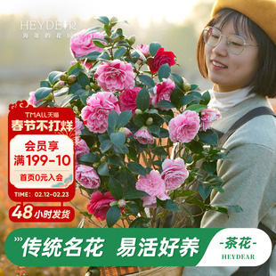 海蒂的花园茶花树苗带花苞盆栽山茶花庭院阳台多季开植物四季常绿