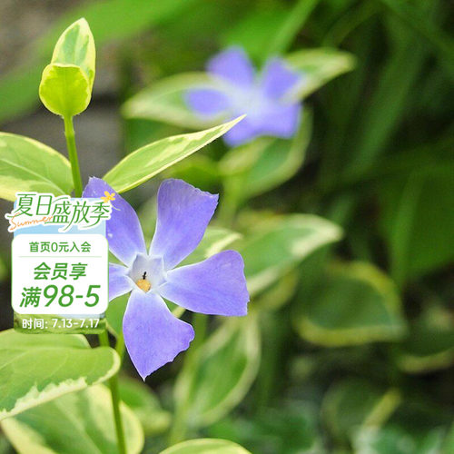 海蒂的花园花叶蔓长春多年生