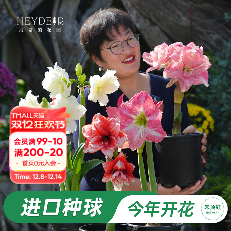 进口重瓣朱顶红种球多年生易开花