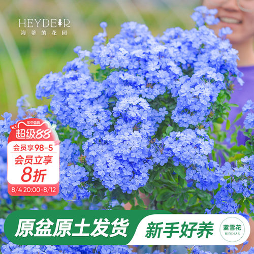 海蒂阳台蓝雪花海蒂的花园