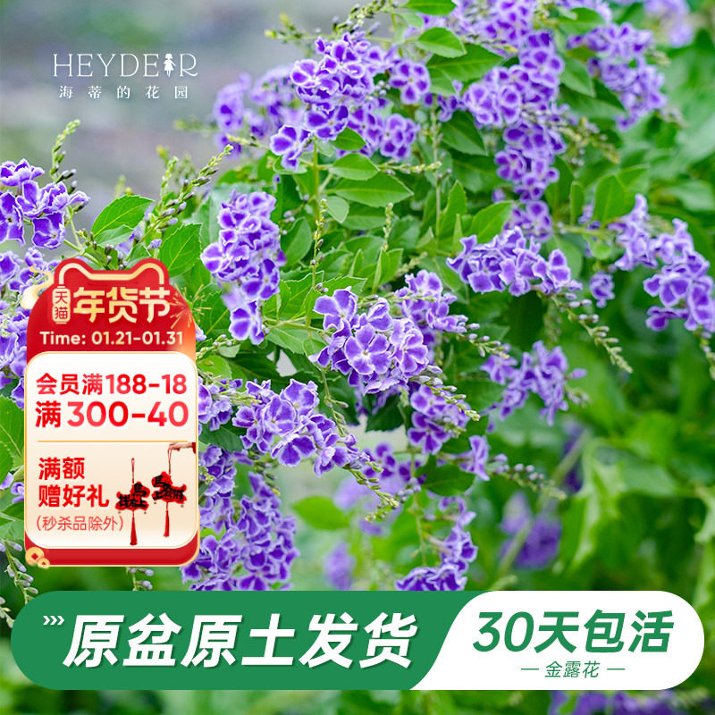 海蒂的花园 金露花紫色花常绿开花灌木庭院木本植物花卉盆栽苗,鲜花速递/花卉仿真/绿植园艺,绣球/木绣球/木本植物,淘宝优惠券,粉丝福利购,淘宝优惠卷