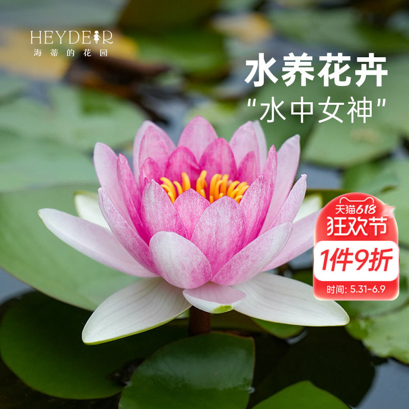 海蒂的花园旗舰店睡莲块根水培植物庭院阳台花卉盆栽莲花裸根