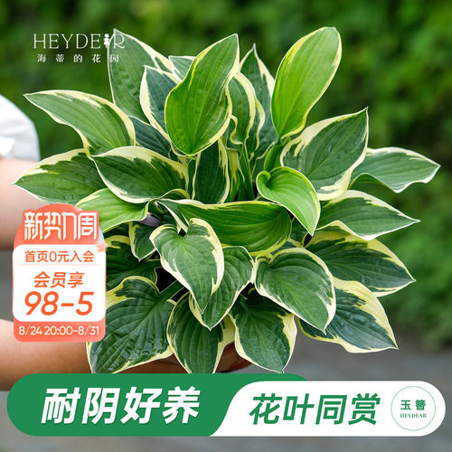 海蒂的花园玉簪阳台庭院观叶