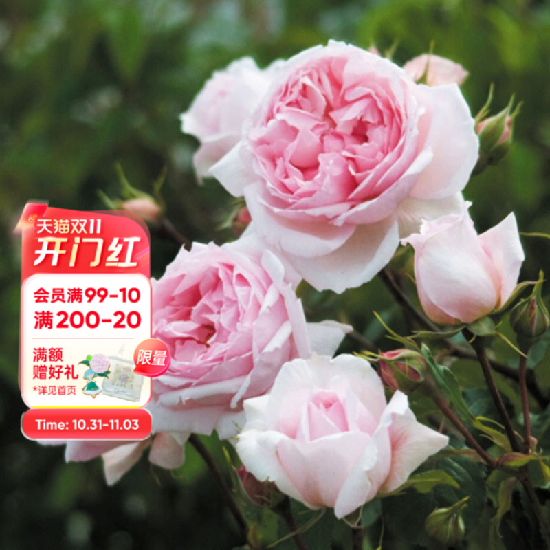 海蒂的花园月季威基伍德抗病浓香