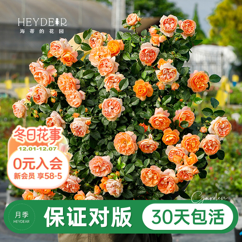 品牌优选月季30天包活