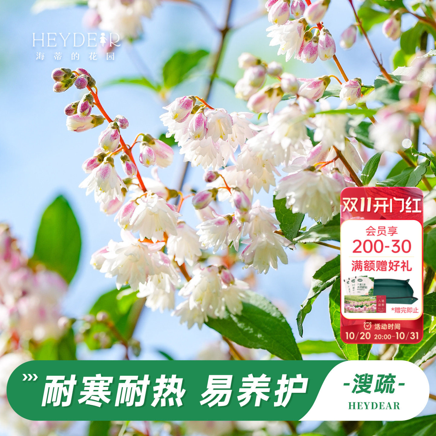 海蒂的花园溲疏爱丽丝粉铃铛等庭院楼顶造景花灌木花卉植物盆栽苗