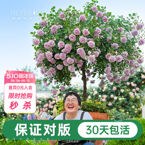 海妈家自产月季花苗易养护包对版