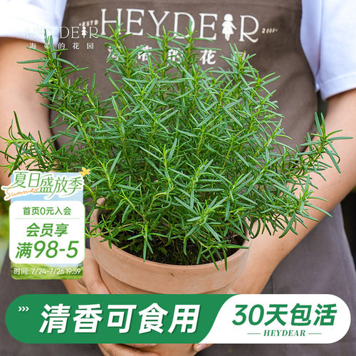 迷迭香盆栽易活好养品牌保障